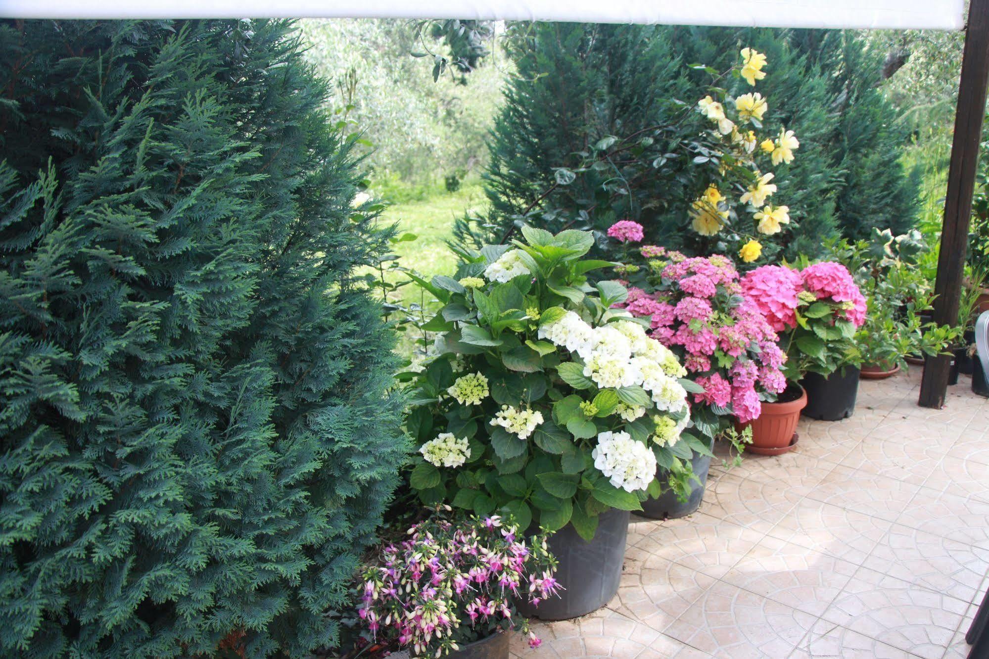 B&B La Terrazza Di Фраскати Экстерьер фото